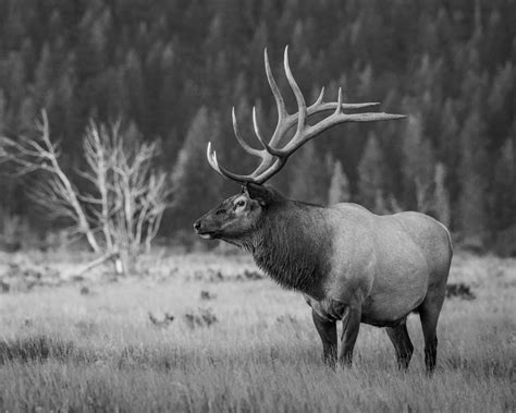 Big Bull Elk Canvas Print Wall Art Home Decor Elk Rut Bull Elk Photo ...