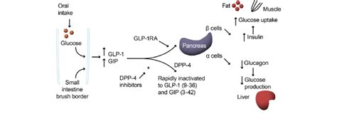 Glp 1 Agonist Mechanism Of Action