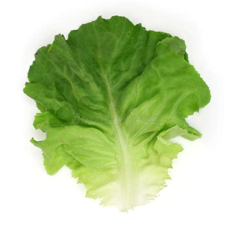 5600 Salad Leaf Free Stock Photos Stockfreeimages