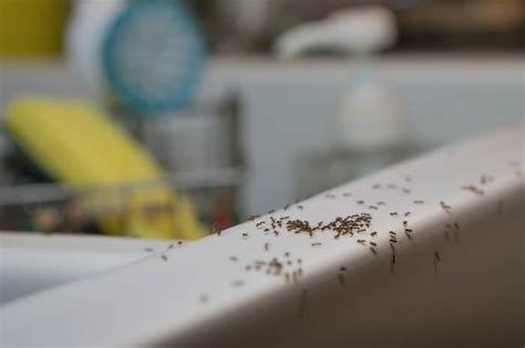 How To Get Rid Of Ants Around Your Kitchen Sink Easy