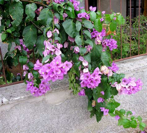 Bougainvillea glabra - Изображение особи - Плантариум
