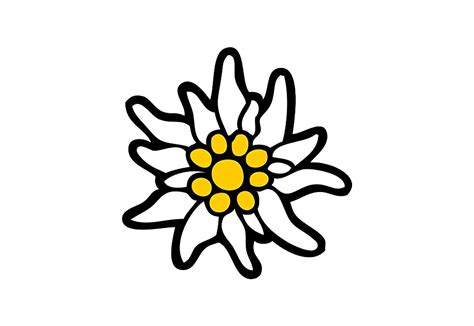 Edelweiss Drawing Free Download On Clipartmag