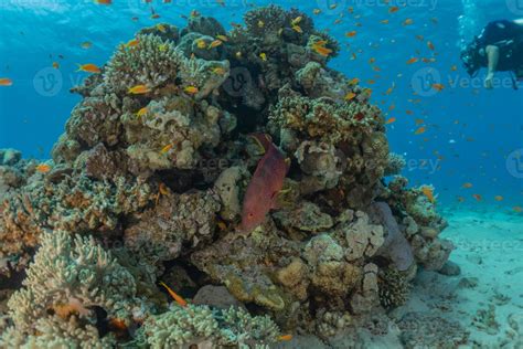 Coral reef and water plants in the Red Sea, Eilat Israel 4694071 Stock Photo at Vecteezy