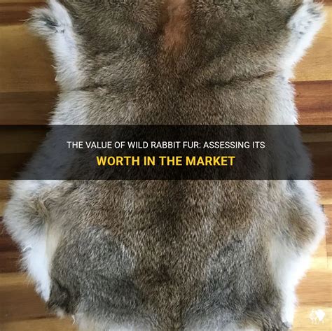 The Value Of Wild Rabbit Fur Assessing Its Worth In The Market Petshun