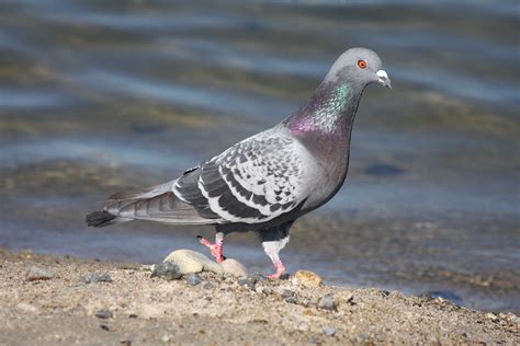 Rock Pigeon Columba Livia