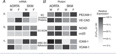 Figure From Sex Differences Influencing Micro And Macrovascular Endothelial Sex Differences