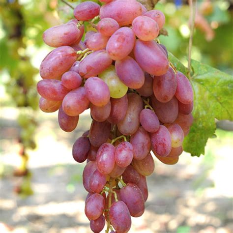 Саженцы винограда - купить с доставкой по Украине, цена в магазине ...