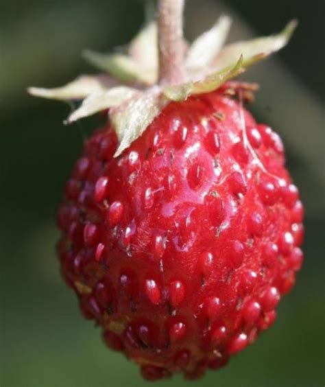 Walderdbeeren Heilpflanzen And Heilkräuter