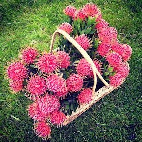 Swallows Nest Farm Pincushion Proteas Wax Flowers Happy Flowers Tiny