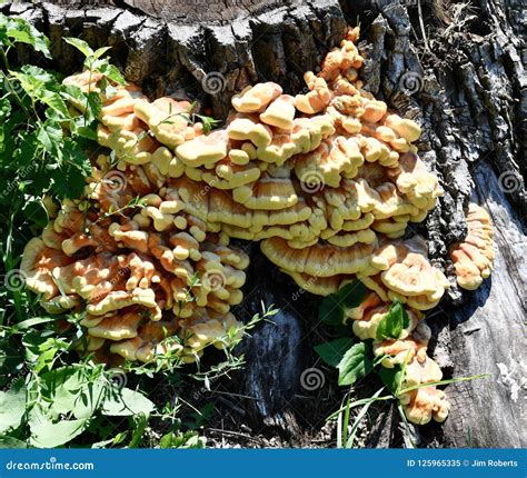 5 Essential Steps To Bring Out The Best In Chicken Of The Woods