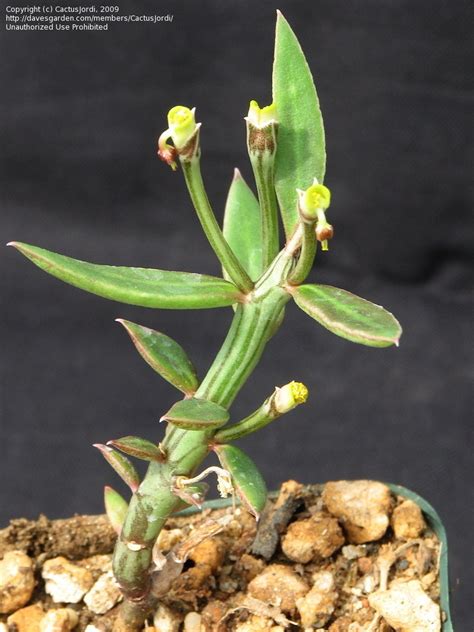 PlantFiles Pictures: Monadenium (Monadenium montanum), 1 by CactusJordi