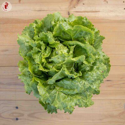 Laitue Batavia Blonde De Paris Association Kokopelli