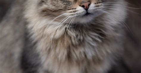 White And Brown Long Fur Cat · Free Stock Photo