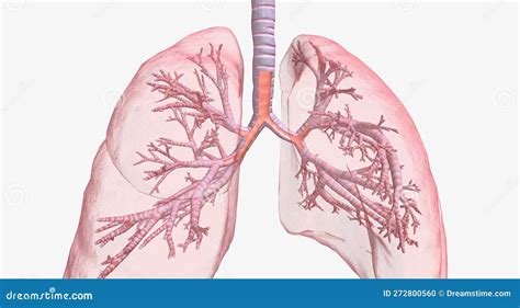 Asthma Is A Chronic Lung Disease Characterized By Inflammation Mucus