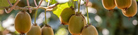 Kiwi Herkunft Vermehrung And Ernte Plantura