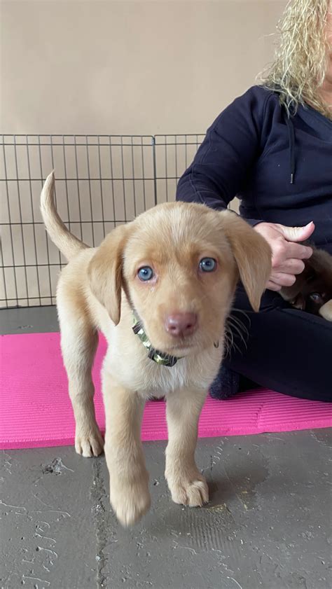 Puppy Yoga Seattle (@puppiesyogaseattle) • Instagram photos and videos