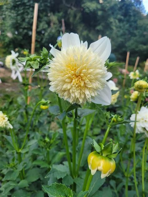 Platinum Blonde Dahlia Canadian Dahlia Tubers For Sale