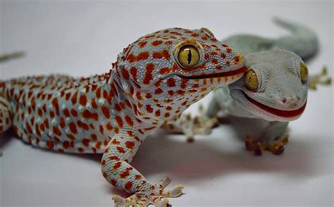 guide  leopard gecko morphs  genetics artofit