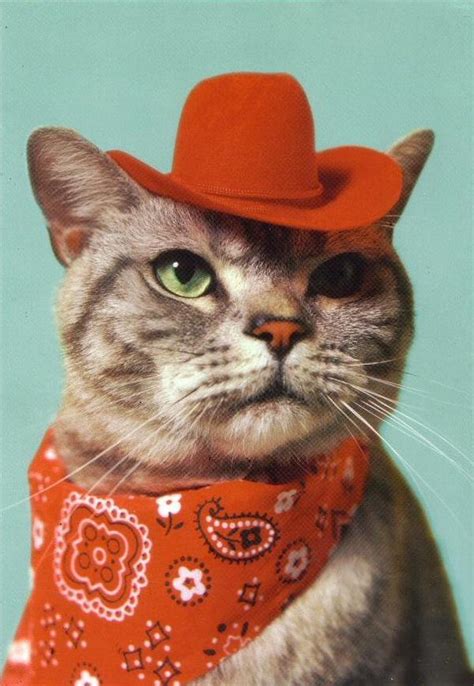 Cowboy Cat Blank Template - Imgflip