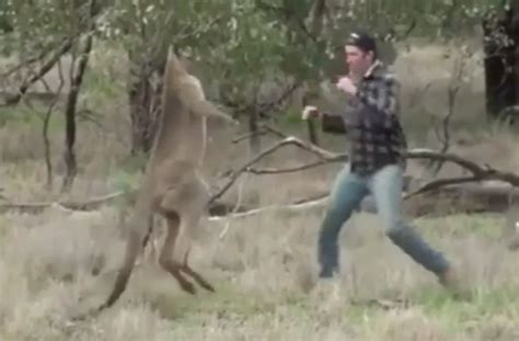 Man fights an angry kangaroo who was attacking his dog in Australia