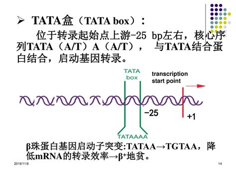 第二章 基因与基因组 2019 11 8 ppt download