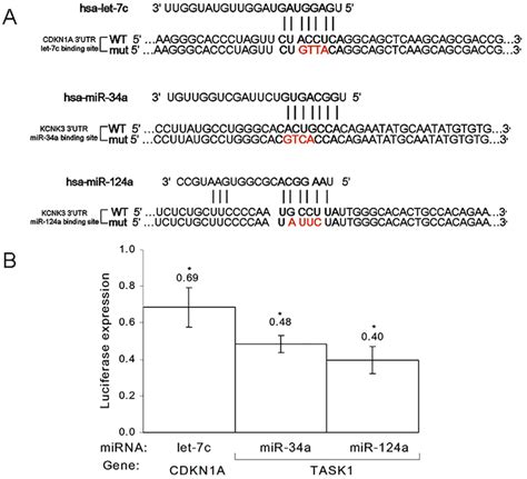 Luciferase Reporter Activity Indicates Direct Binding And Regulation Of