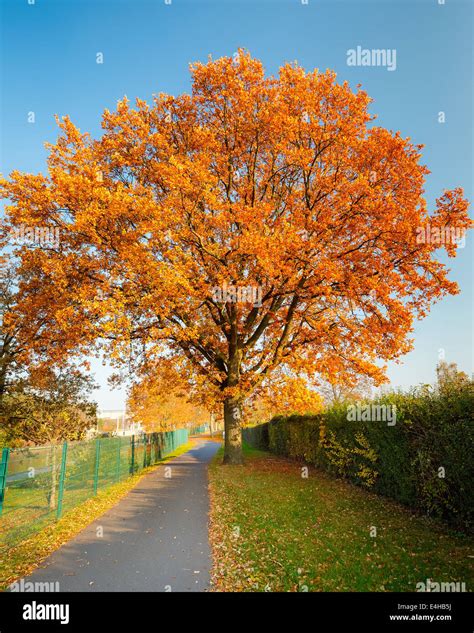 Red autumn oak tree Stock Photo - Alamy