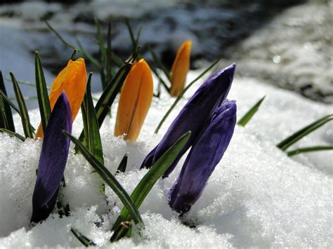 Крокусы | Пикабу