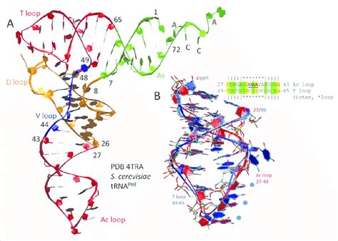 loop   ac loop  homologs   trna cloverleaf