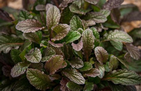 Shade Shrubs Archives | Plant by Number
