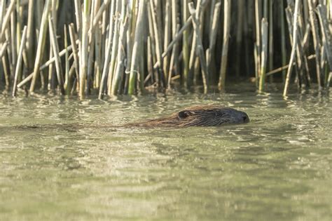 Bobor - Galéria | Fotoma.sk