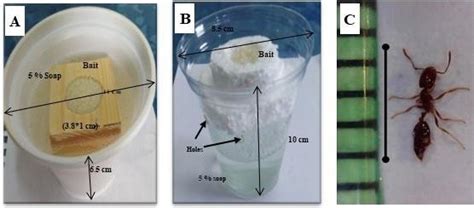 Traps and ant species. A, outdoor pitfall trap, B, indoor bait trap, C:... | Download Scientific ...