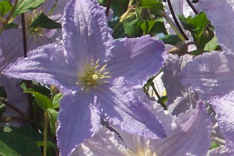 Клематис Блю Ангел Фото И Описание – Telegraph