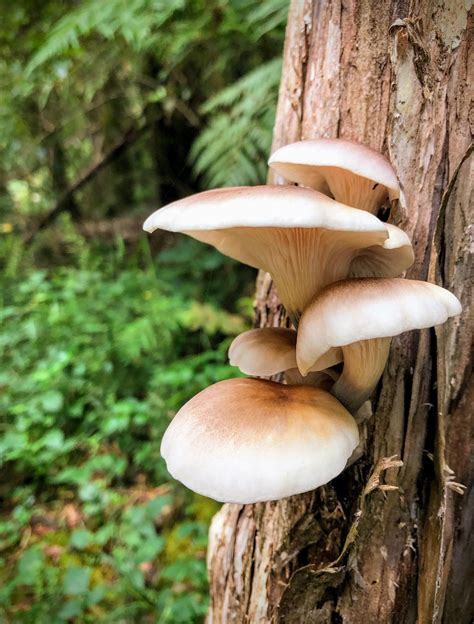 What’s this? Near Melbourne Australia. : r/Mushrooms