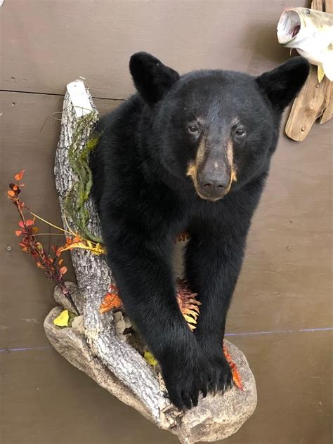 Black Bear Half Mounts