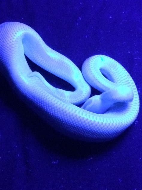 Super Mojave Wobble