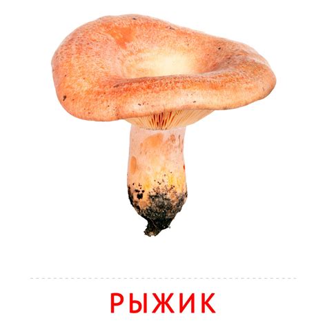 Рыжик: карточка Домана | скачать или распечатать