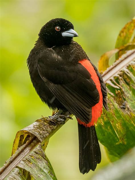 COSTA RICA: Bird & Wildlife Photography - Wildside Nature Tours