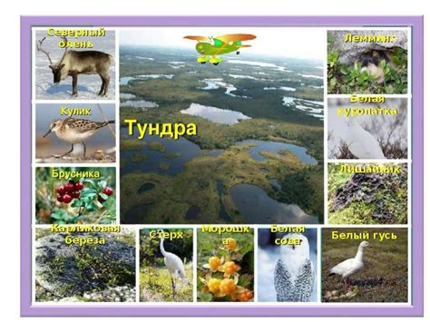 Природные зоны Земли, их обитатели. Флора и фауна природных зон ...