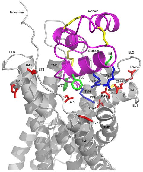 Frontiers Elucidation Of Relaxin 3 Binding Interactions In The