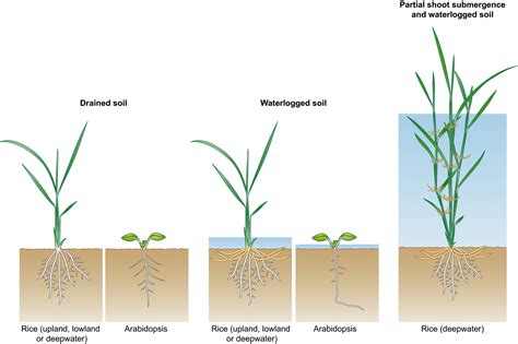 Regulation Of Root Adaptive Anatomical And Morphological Traits During