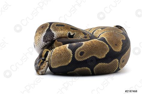 ball python isolated  white background stock photo crushpixel