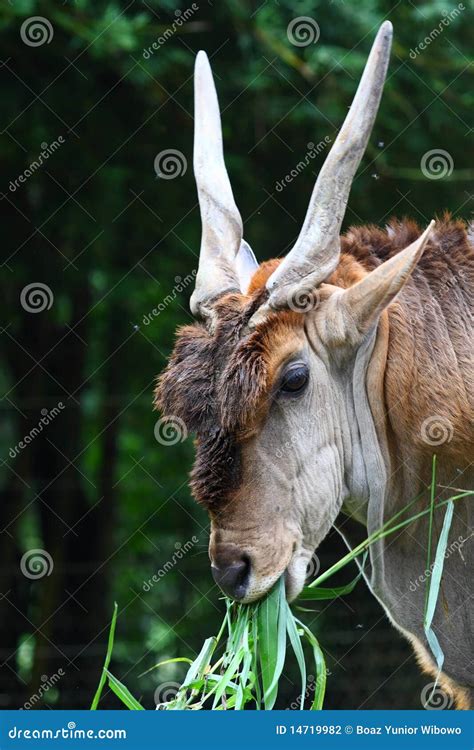 Head of Common Eland stock photo. Image of horn, antelopes - 14719982