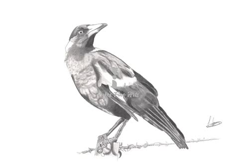 magpie original artwork lukes fine arts