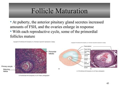 Chapter 22 Reproductive System