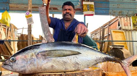 Kasimedu Speed Selvam Big Yellow Fin Tuna Fish Cutting In