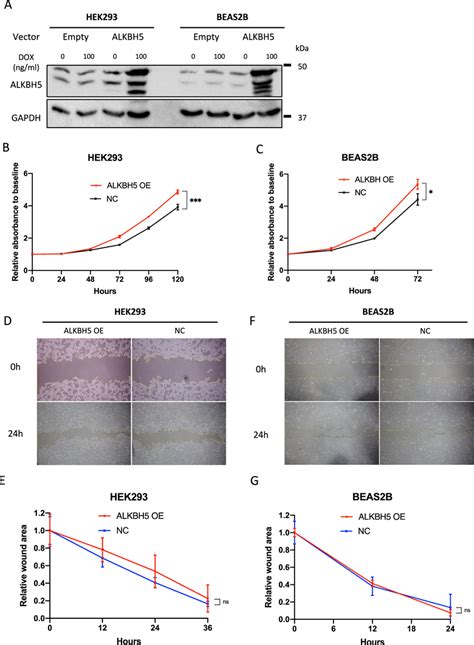 Alkbh Overexpression Promoted Cell Proliferation Immortalized Cells