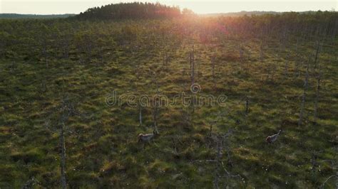 swamp bog marsh wetland nature sunset sunrise bog  grass  moss