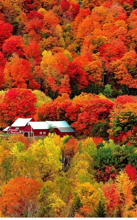 fall scenery  beautiful flower