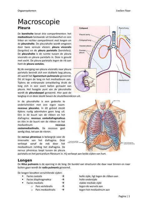 De Longen Orgaansystemen Evelien Floor Macroscopie Pleura De